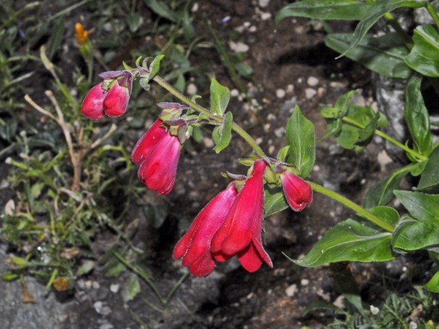 Dei bei fiori rossi - Penstemon hartwegii